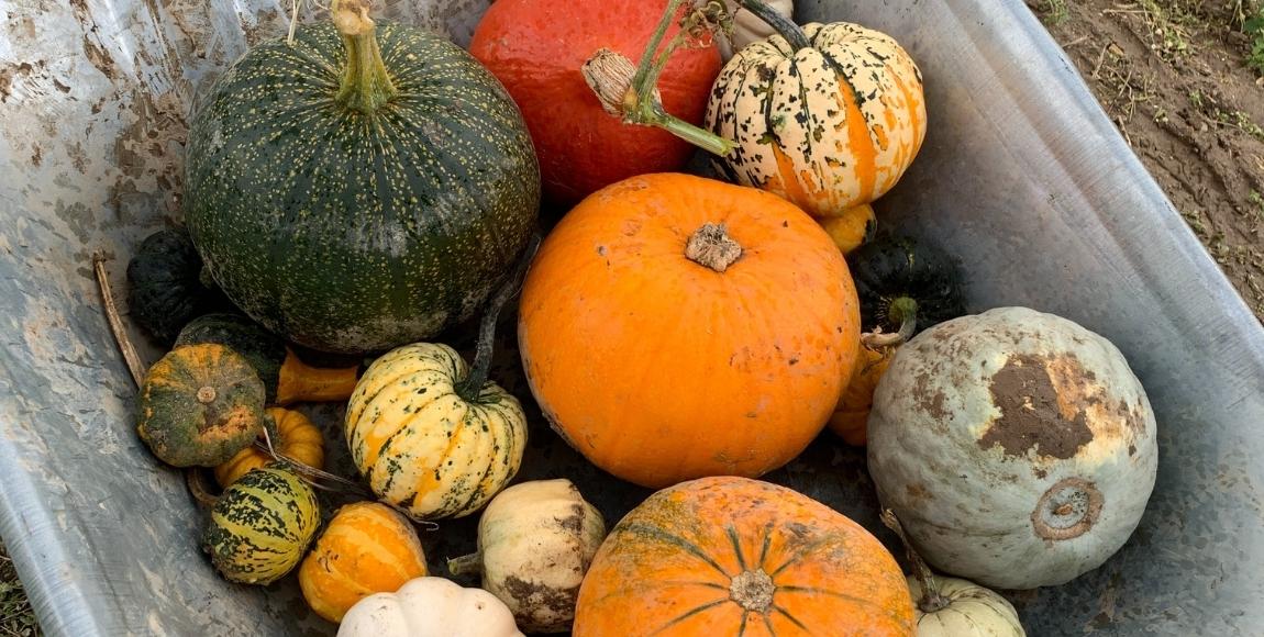 pumpkin picking in Suffolk